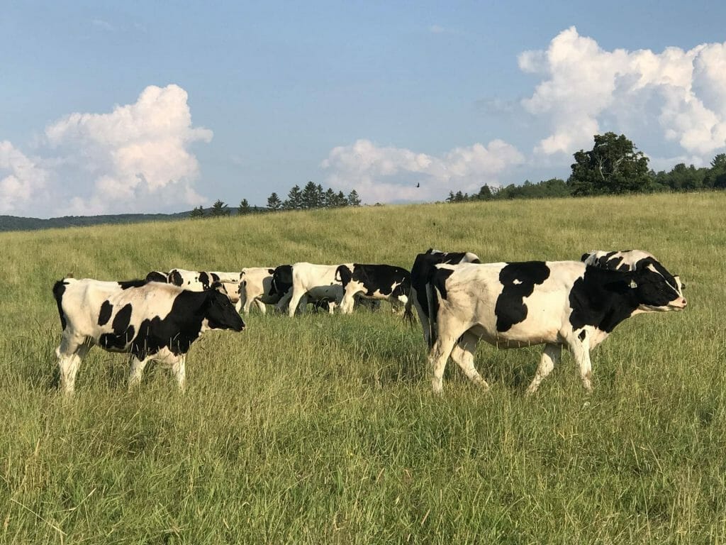 a herd of cattle standing on top of a grass covered field